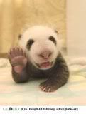 Panda_Hello.jpg image by AddictedGal