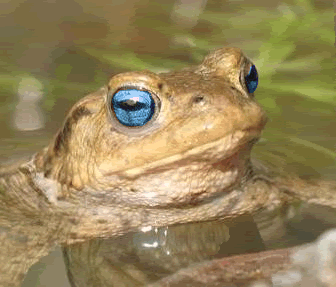 hypnotoad.gif image by Msdos4